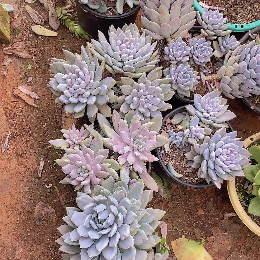 多肉植物美人福利