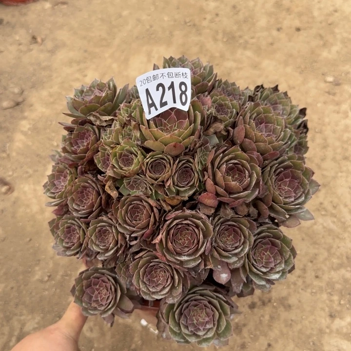 红魔……多肉植物……