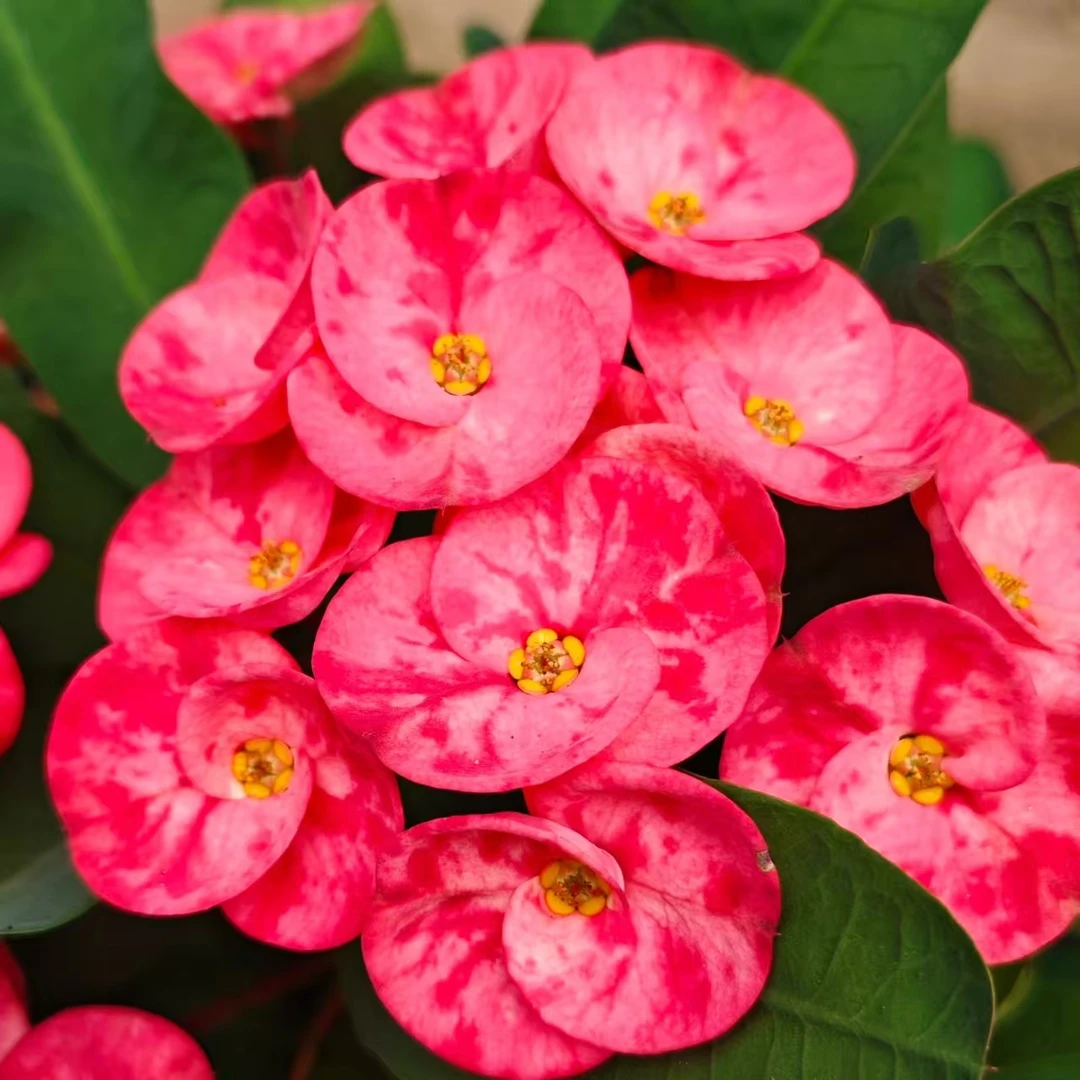 【铁海棠】——虎刺梅花卉多年生宿根植物庭院阳台花卉