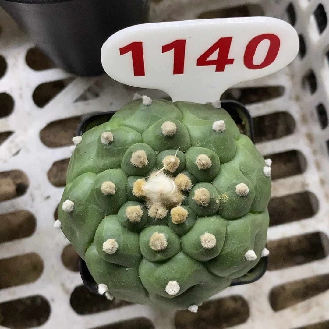 1140福利特价来了打