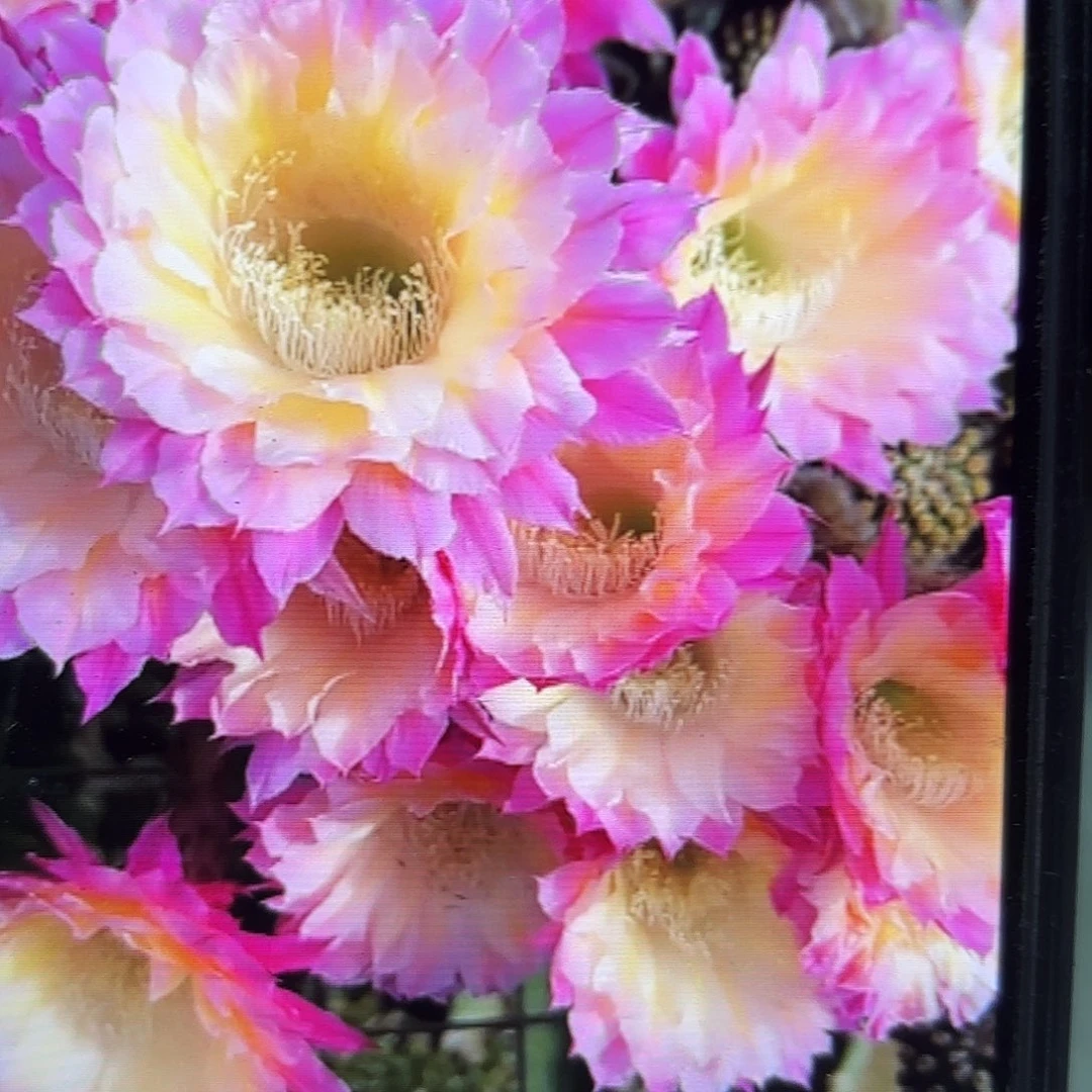 马丙彩侧牙20包邮仙人球42