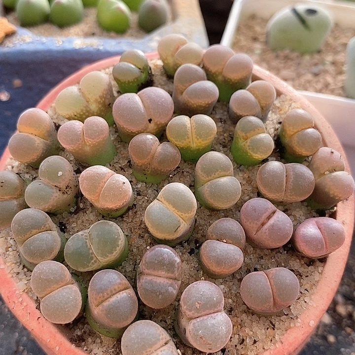 14509黑眼豆豆一颗