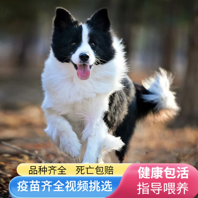 纯种边牧幼犬七白三通边境牧羊犬活体黑白陨石金边中型犬宠物狗狗