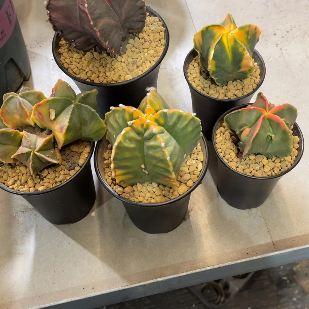 ?****?仙人球一物一拍