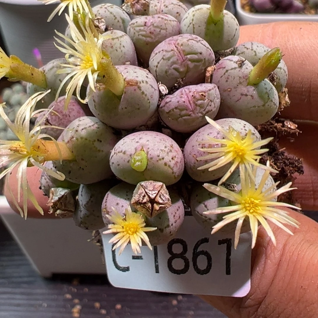 多肉植物111111111111