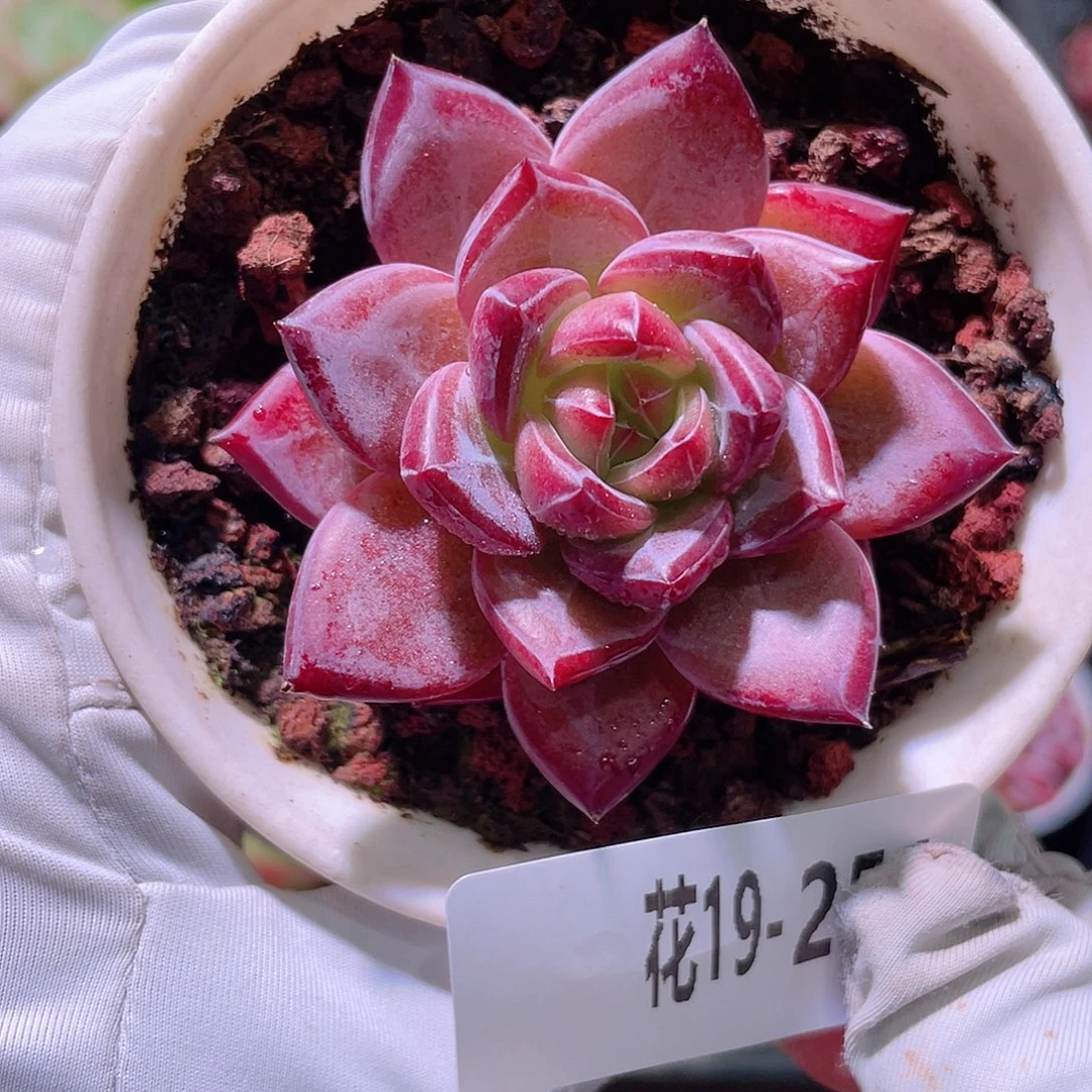花利美19- 254醉霞