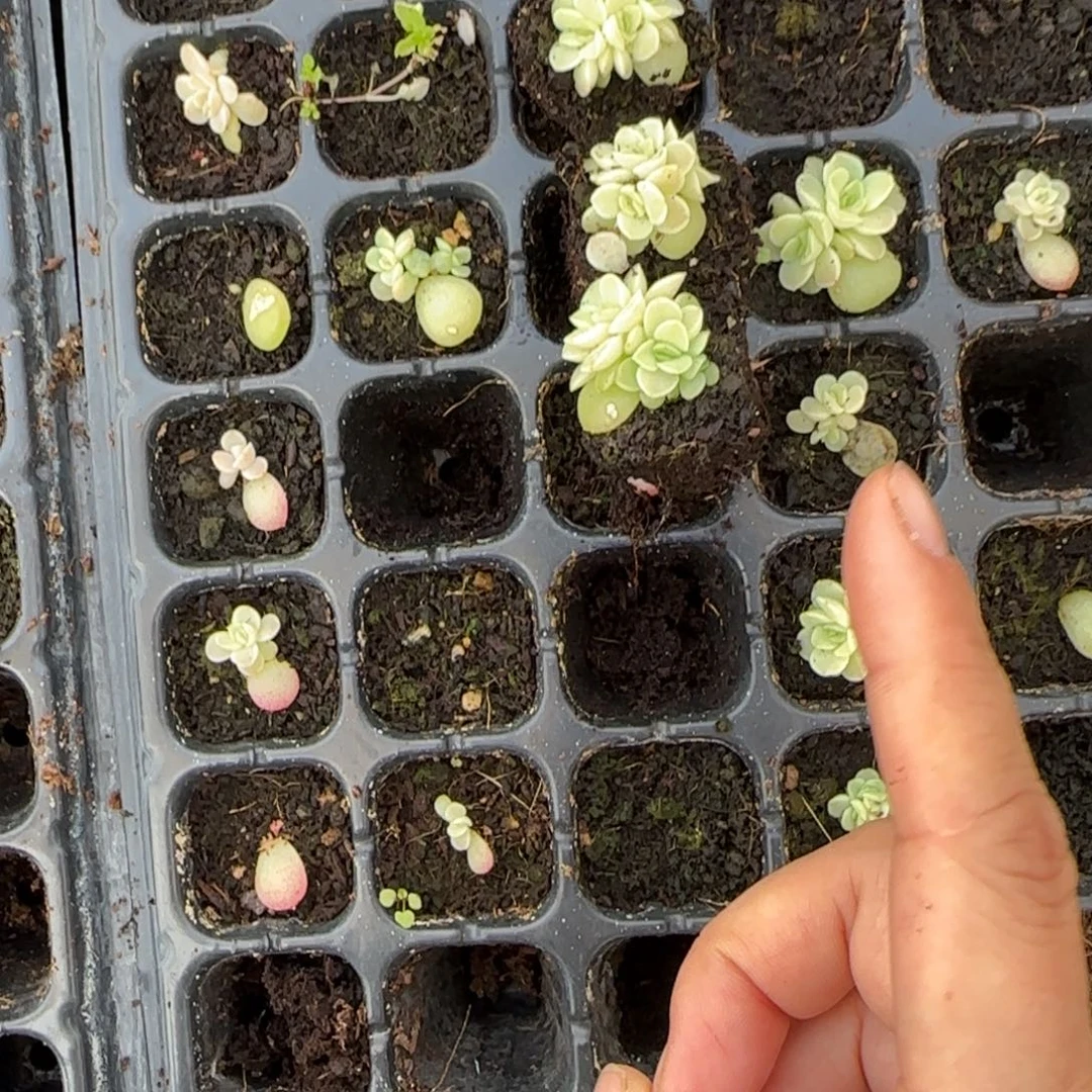 T T P97 三头穴一个满25包邮