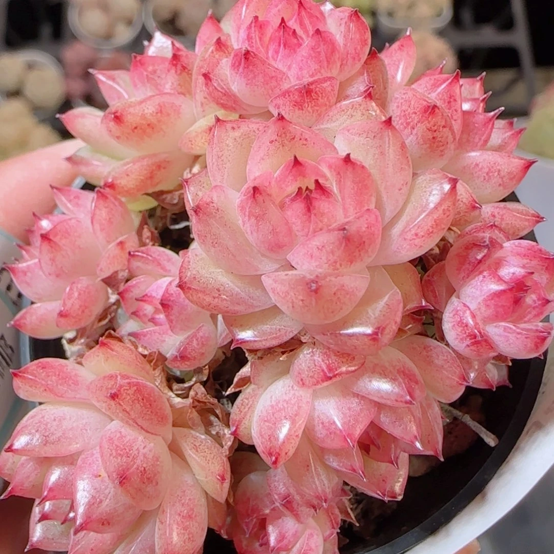 花语多肉1229-223散