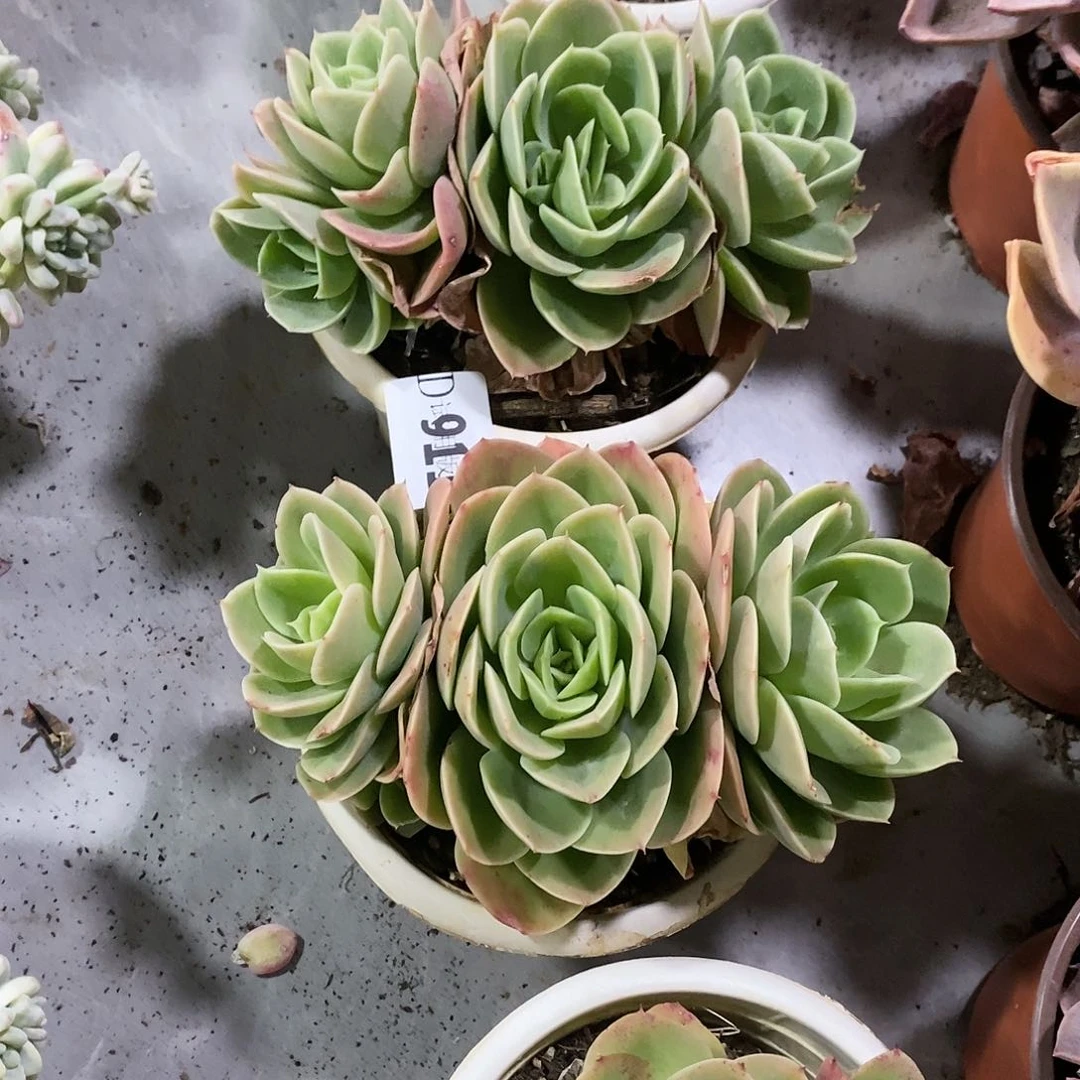 钟*911星娜塔多肉植物2颗