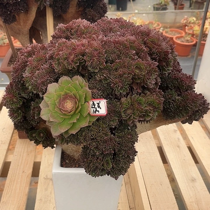 多肉通*万圣节12345