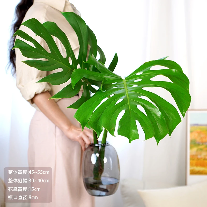 【50-60公分老桩】开背龟背竹水培切枝室内室外绿植吸甲醛大叶好养