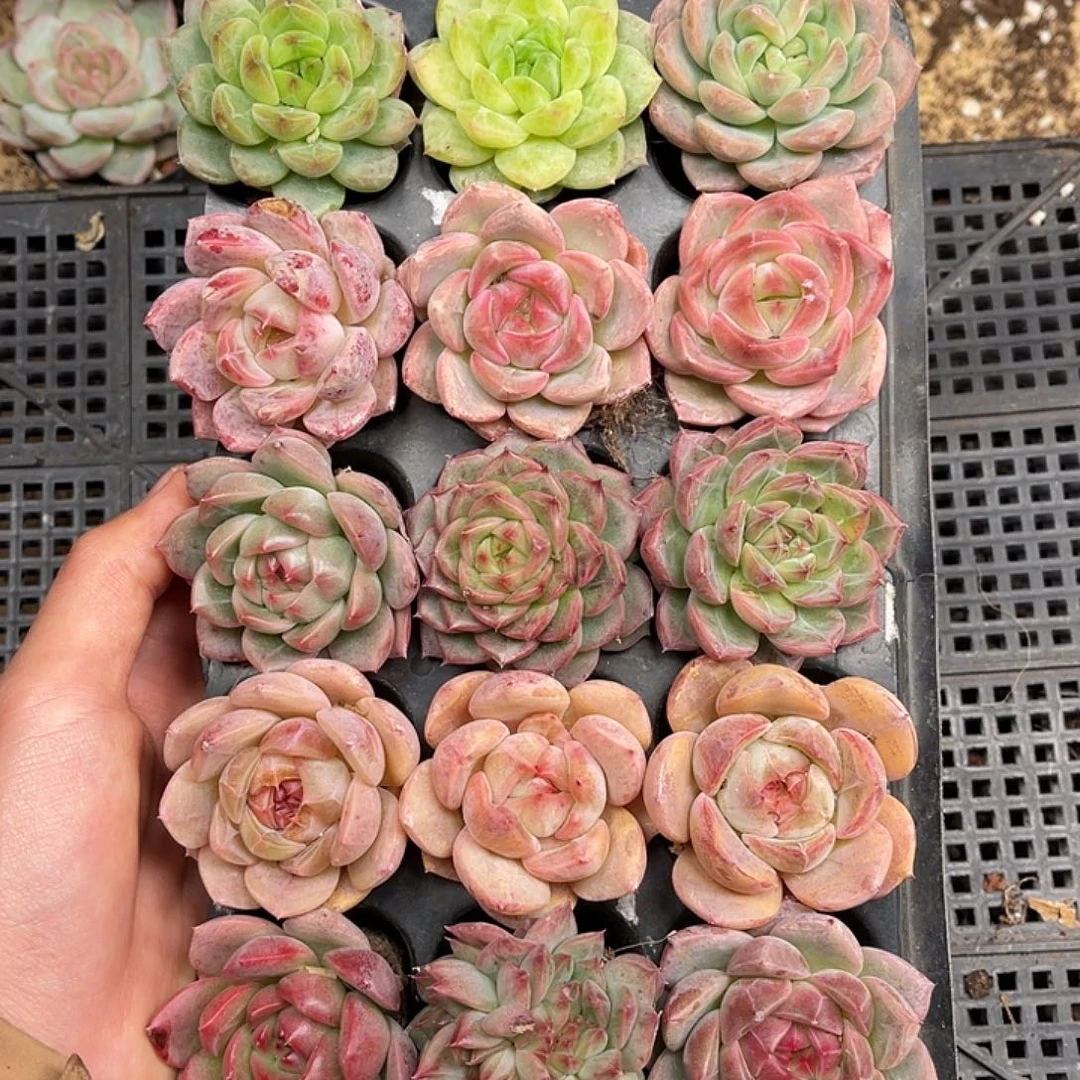 多肉一物一拍26-189