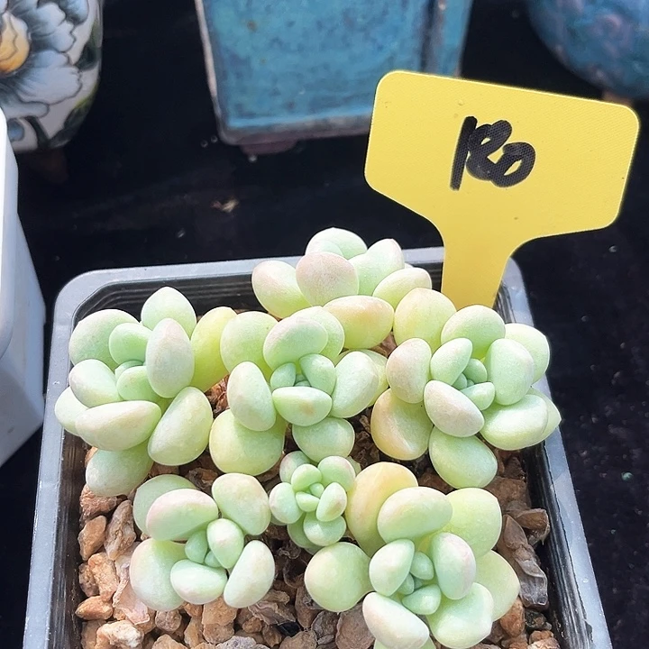 泡泡糖180号码牌子的话