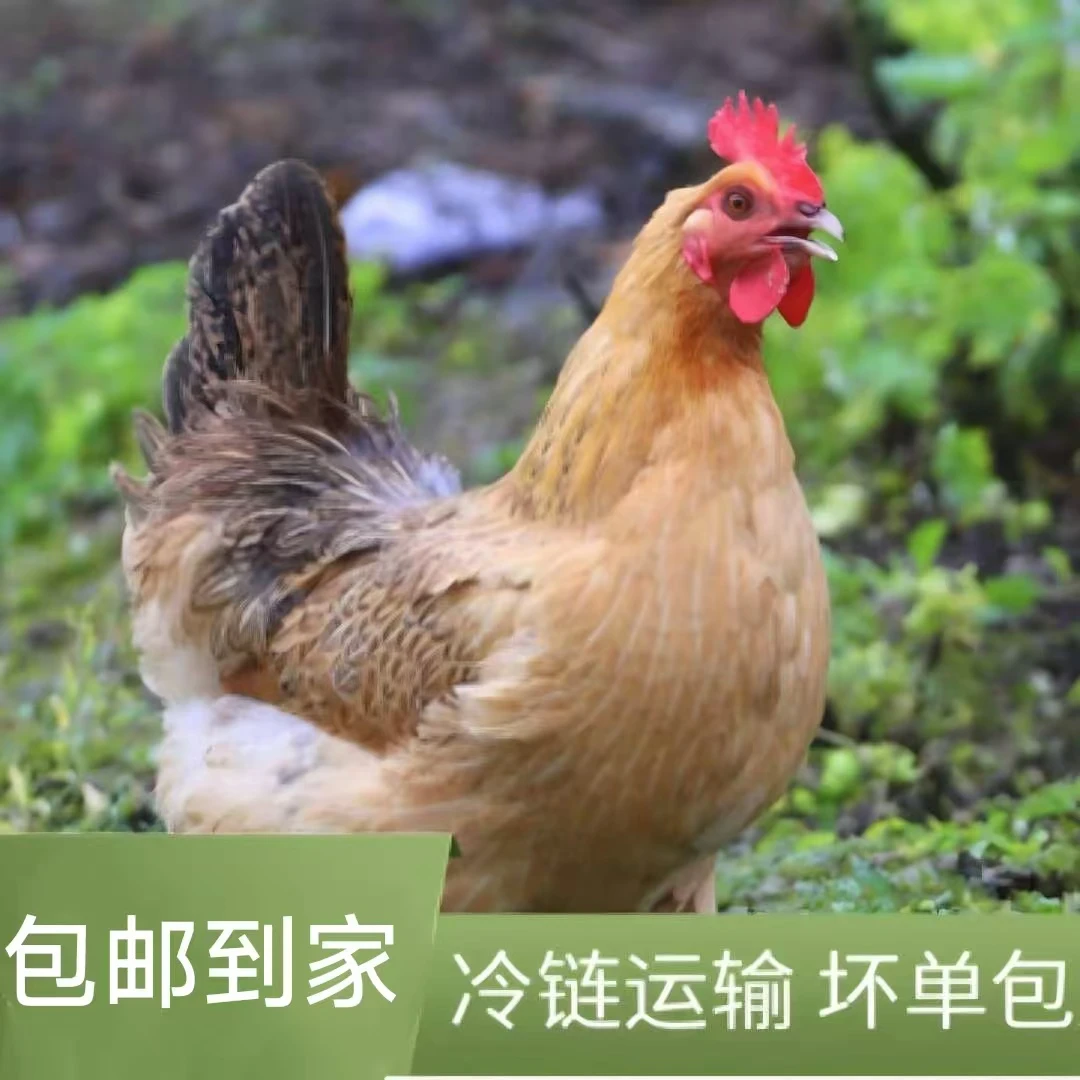 ZC三只老母鸡 正宗散养散放母鸡 溜达鸡 （顺丰包邮）