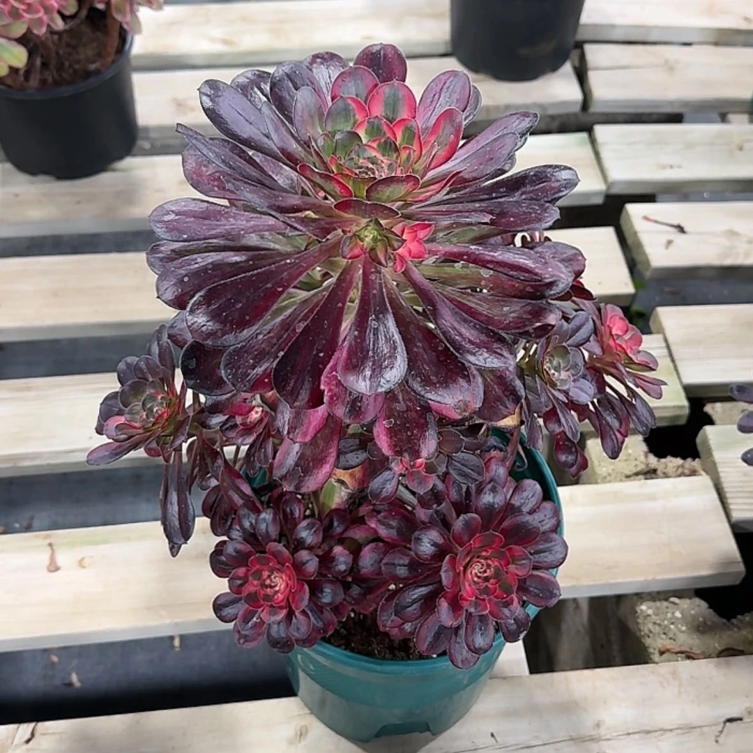 【闪购商品】法师多肉