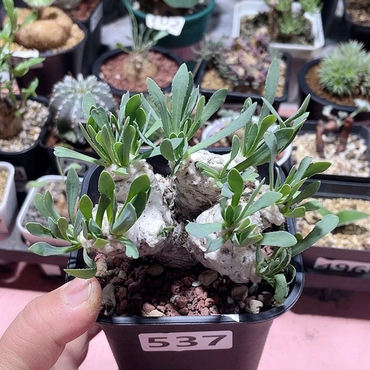 537大刨花角厚墩菊