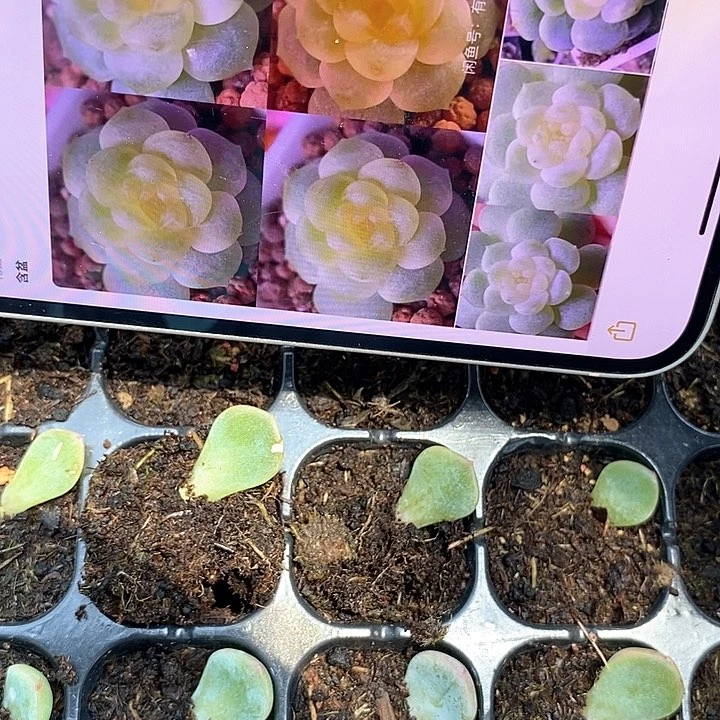 穴盘QD芽苗一个多肉量