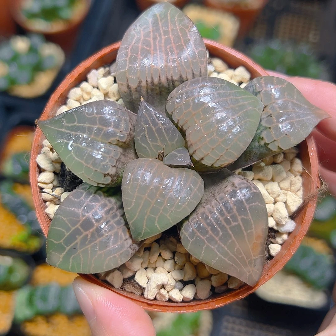 李***玉5342玉露多肉植物一颗