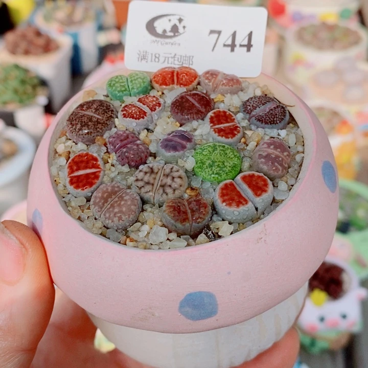 生石花花花花花花花744