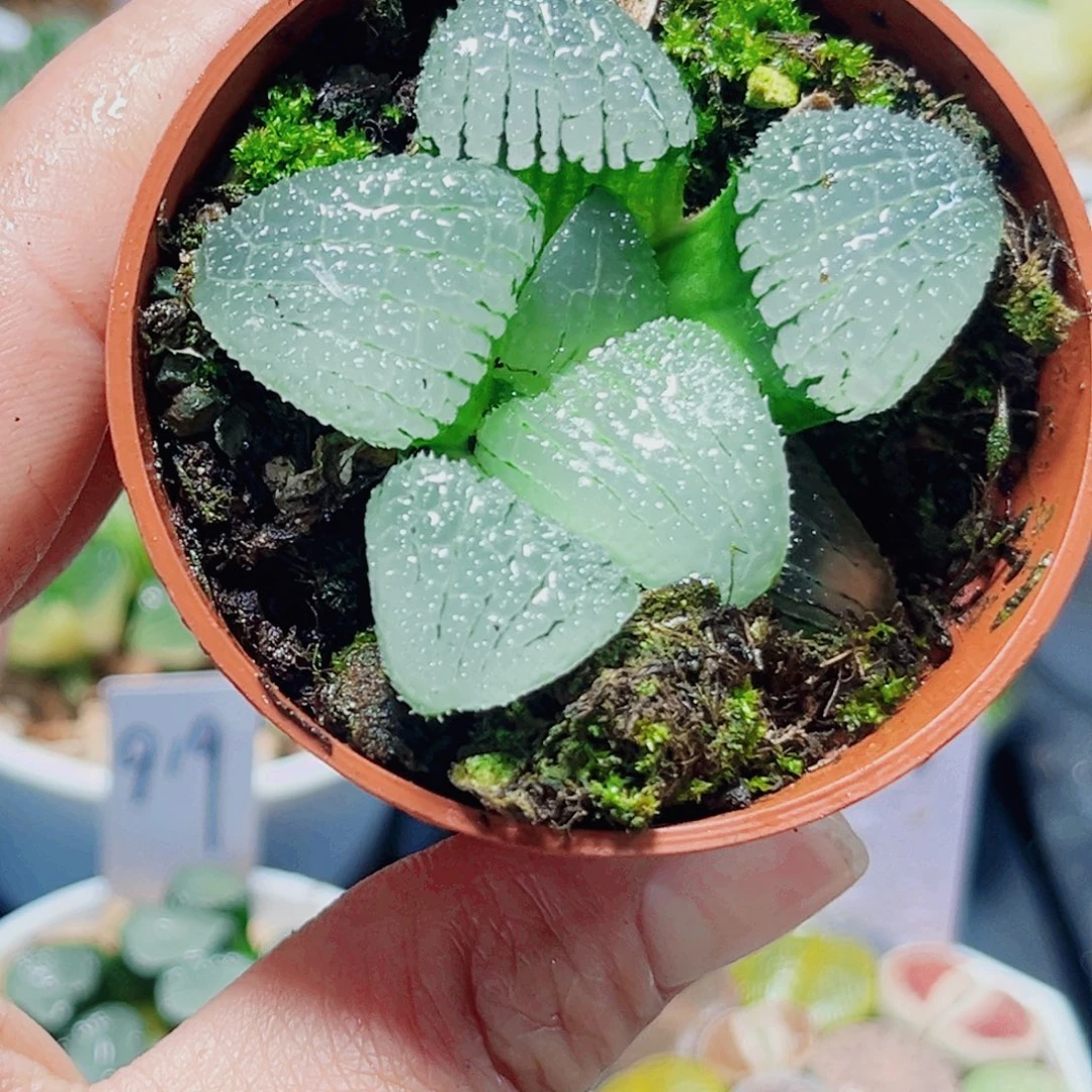 天空之镜多肉植物6666