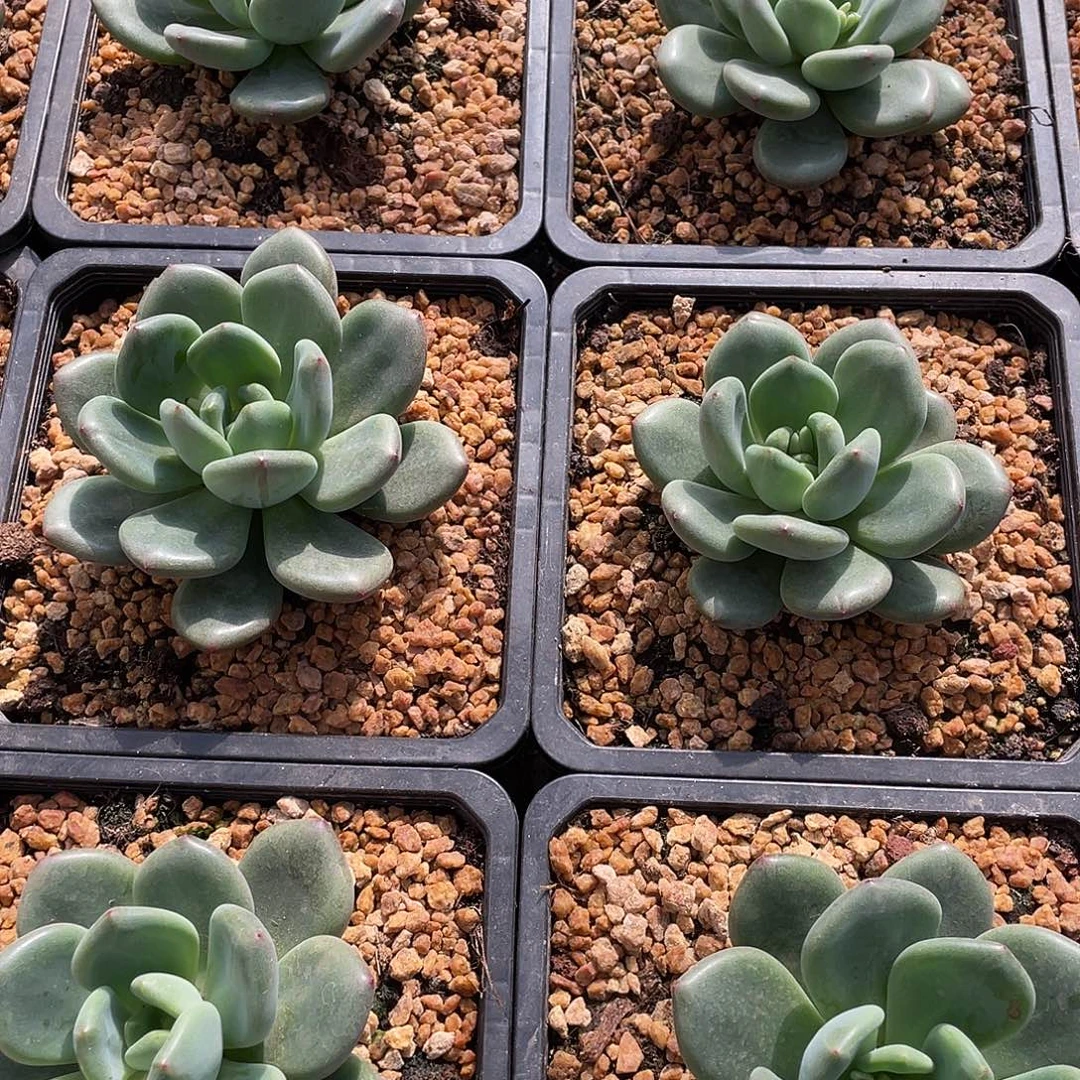 橘洛美人单头8厘米可挑