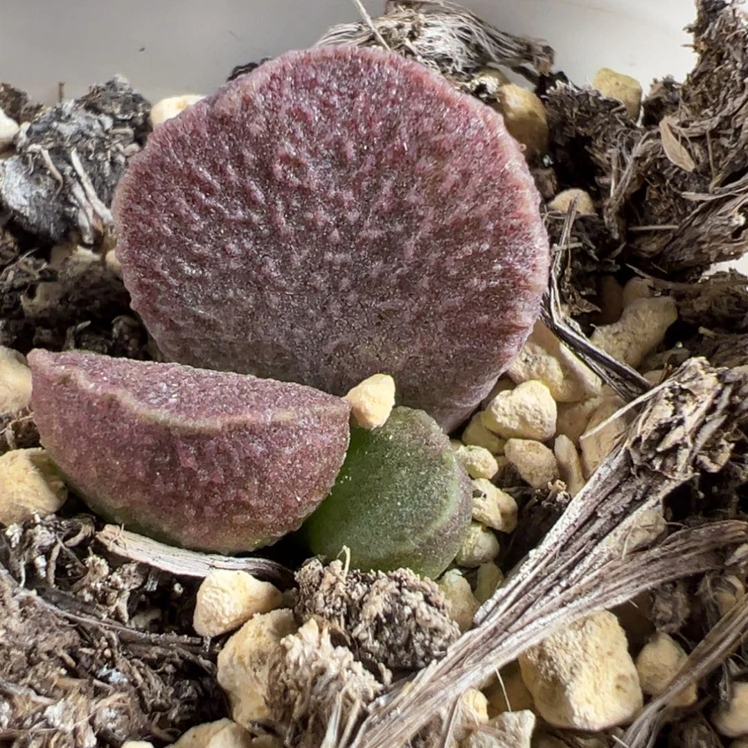 樂****实生新品大苗多肉植物水泡