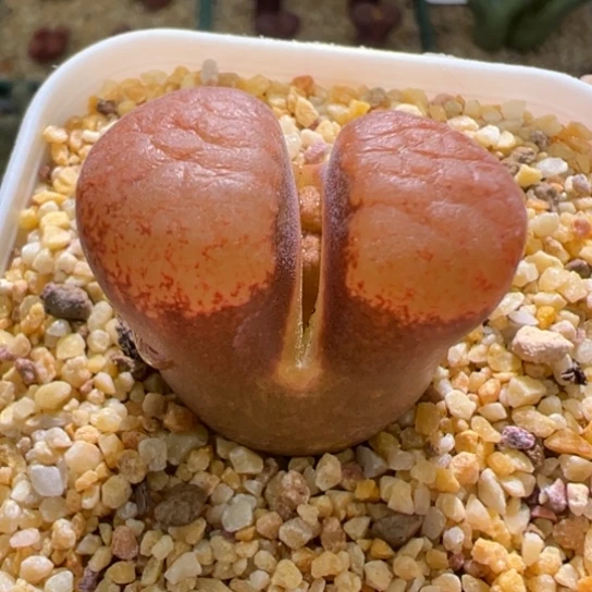 980蛋糕2.7厘米干疤福利一颗839