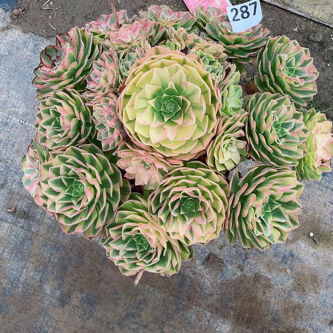 无花朵潇**生多肉植物雨何287