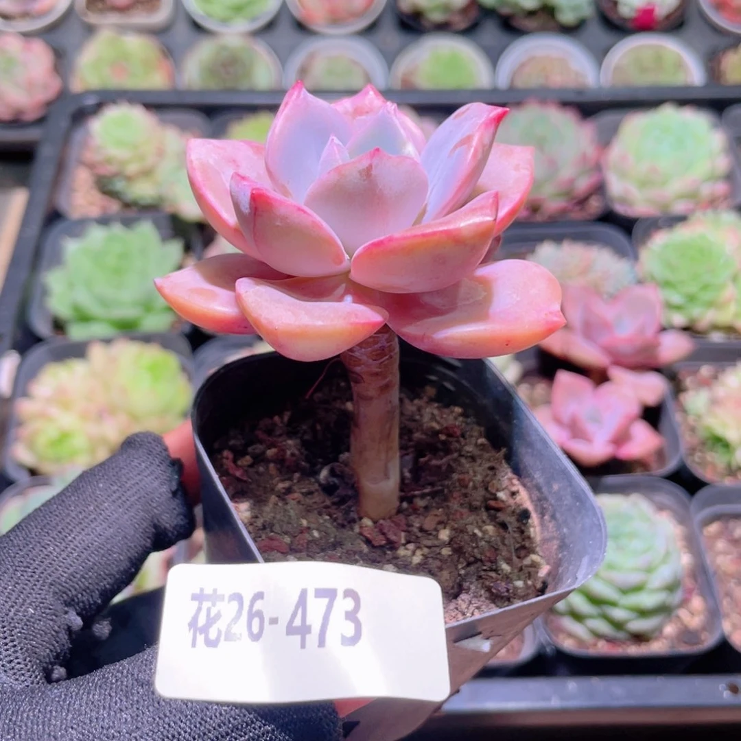 花利美26-473彩虹糖