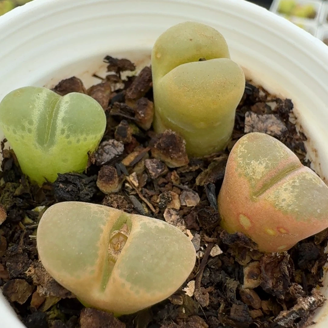 137四颗脱土发货000000000