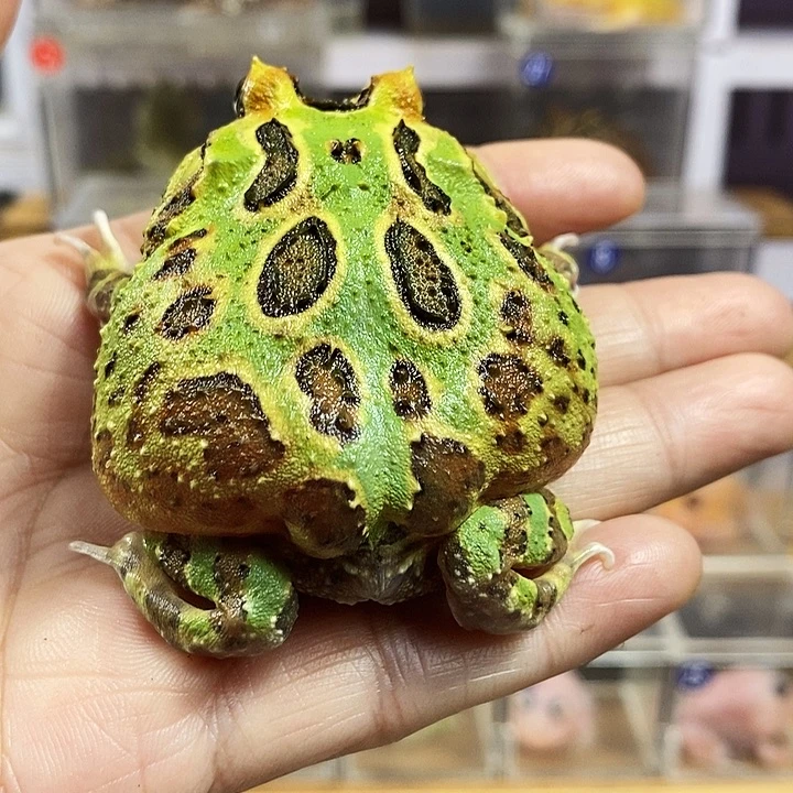 啤***啤角蛙816号薄荷角蛙