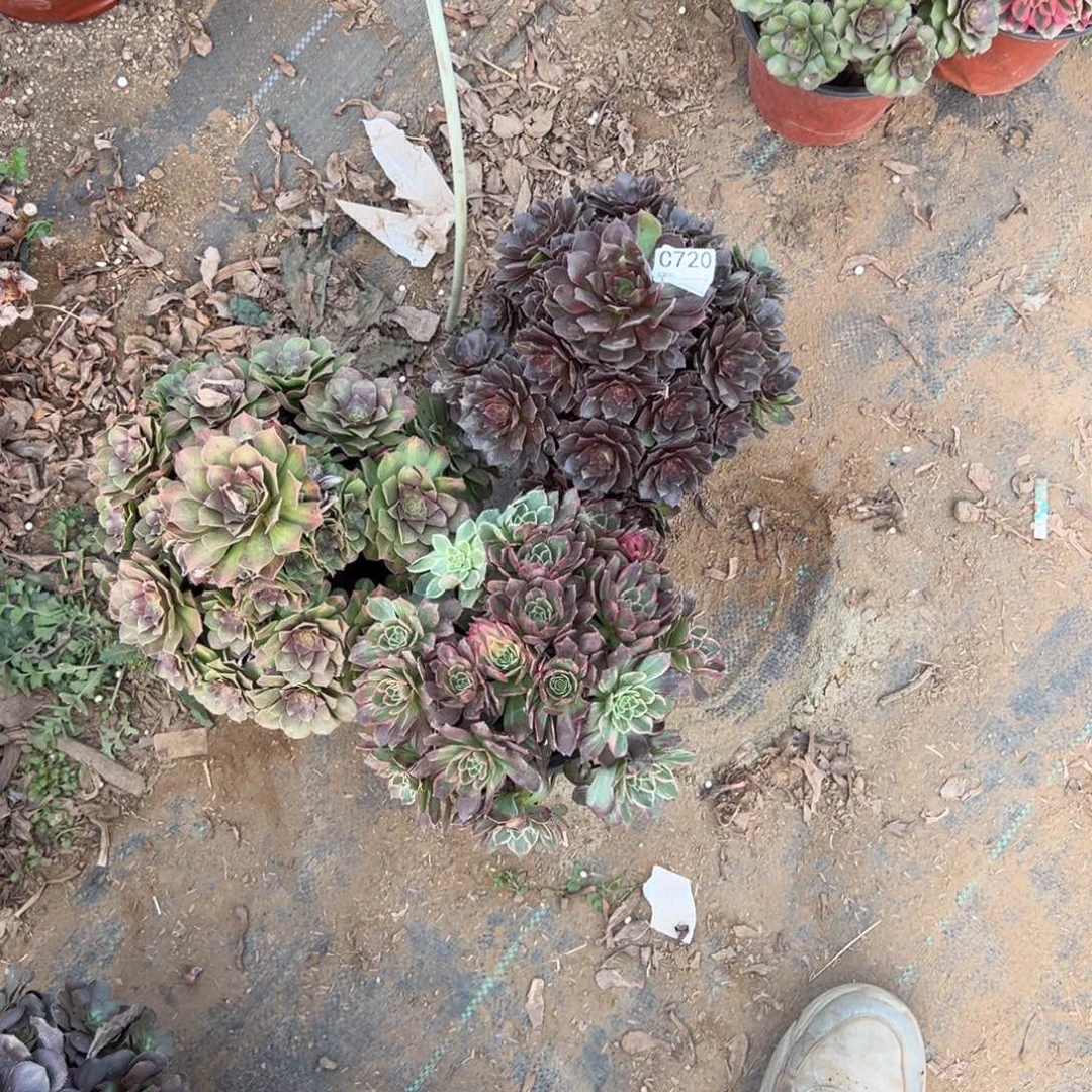 看***牛720三颗组合多肉植物法师