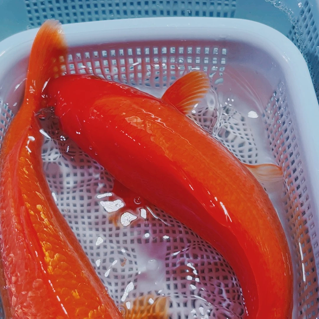 锦鲤142 锦鲤冷水观赏
