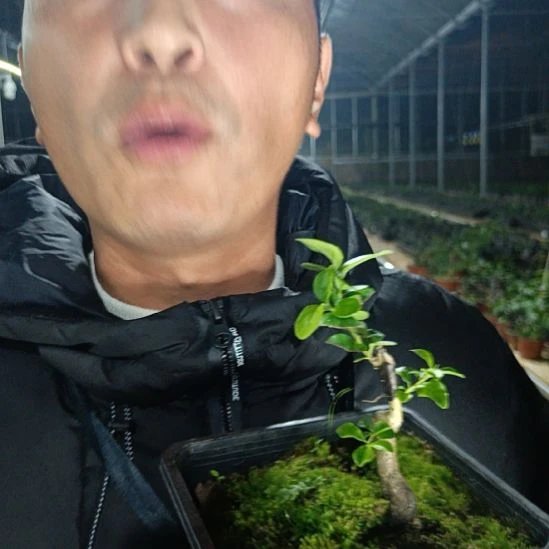 无花朵金弹子金元宝032