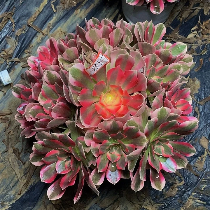 七彩石老桩捧花85