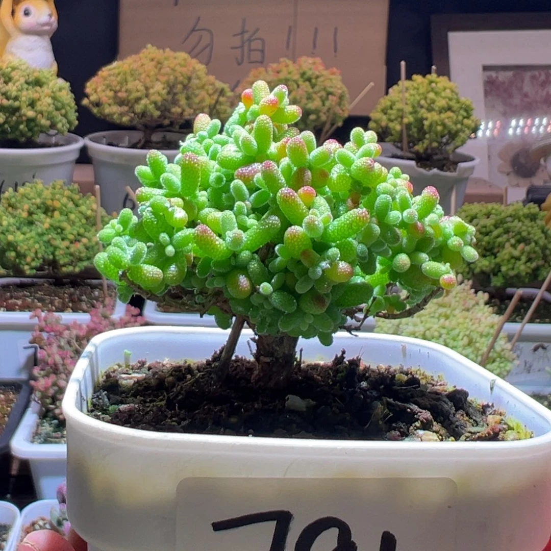 灵***魂791蜜橘一物一拍包开箱