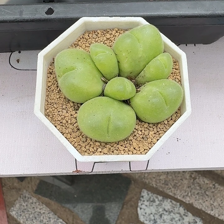 安***馆毛翠滴仙人球2234