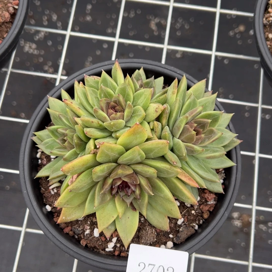 青***。2702肉肉肉肉肉肉肉肉