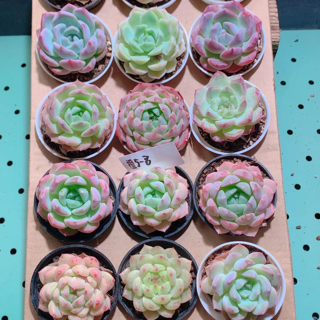 5-8一物一拍带盆18颗