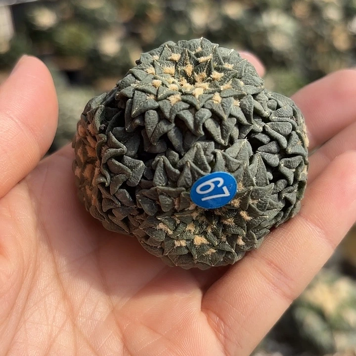甜***心袖蒲苗接落地仙人球67