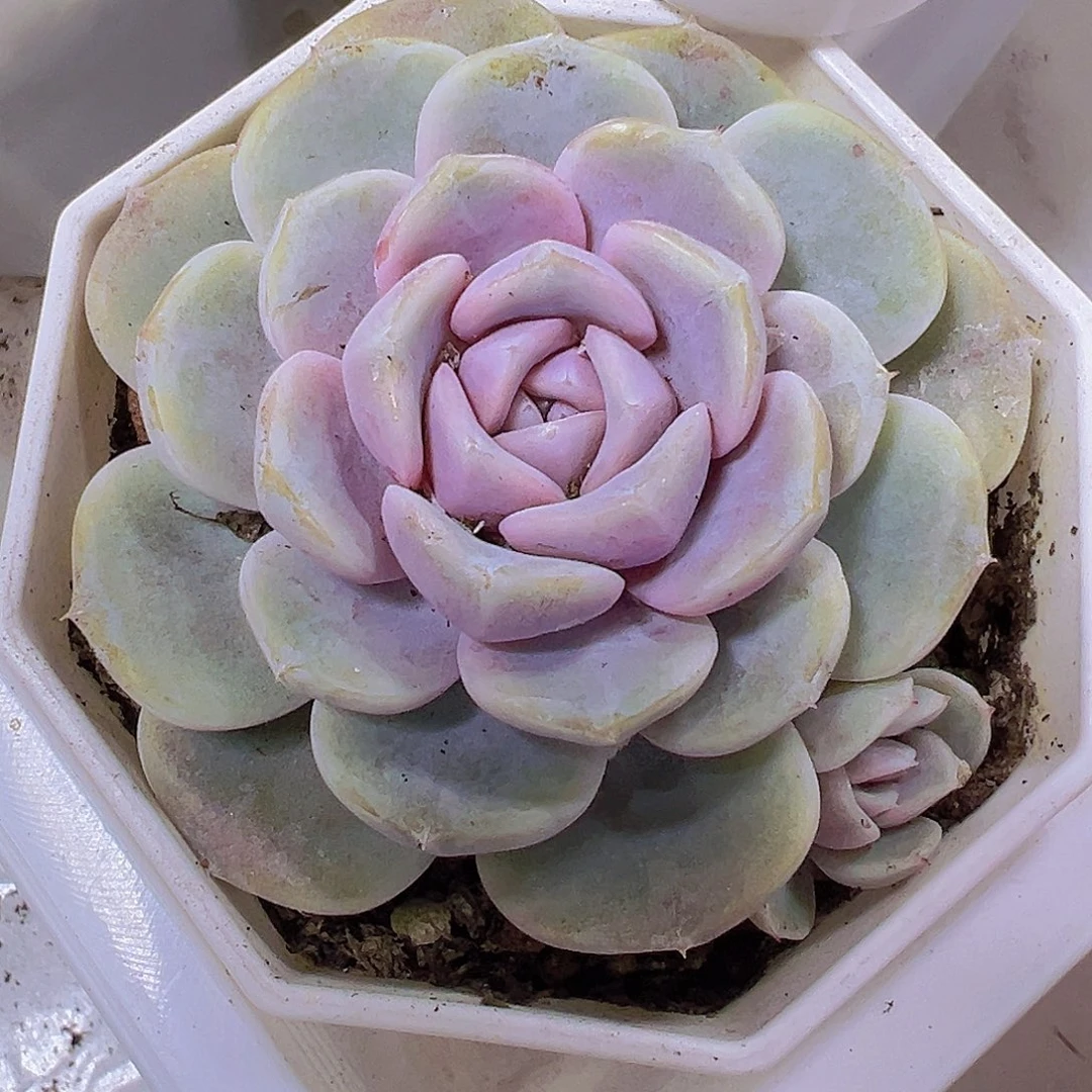 汉堡19包邮多肉植物