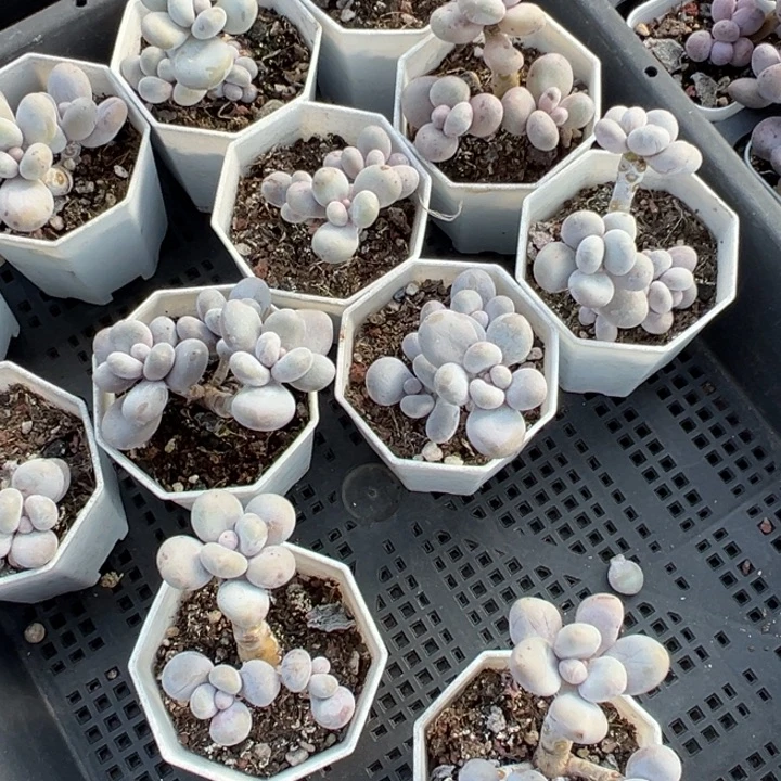 奶酪三头群（大小头）到手1颗量拍多肉满20元包邮下午发货