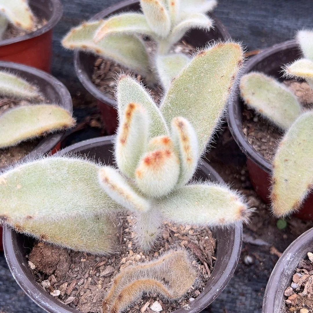 多肉植物闪光兔耳