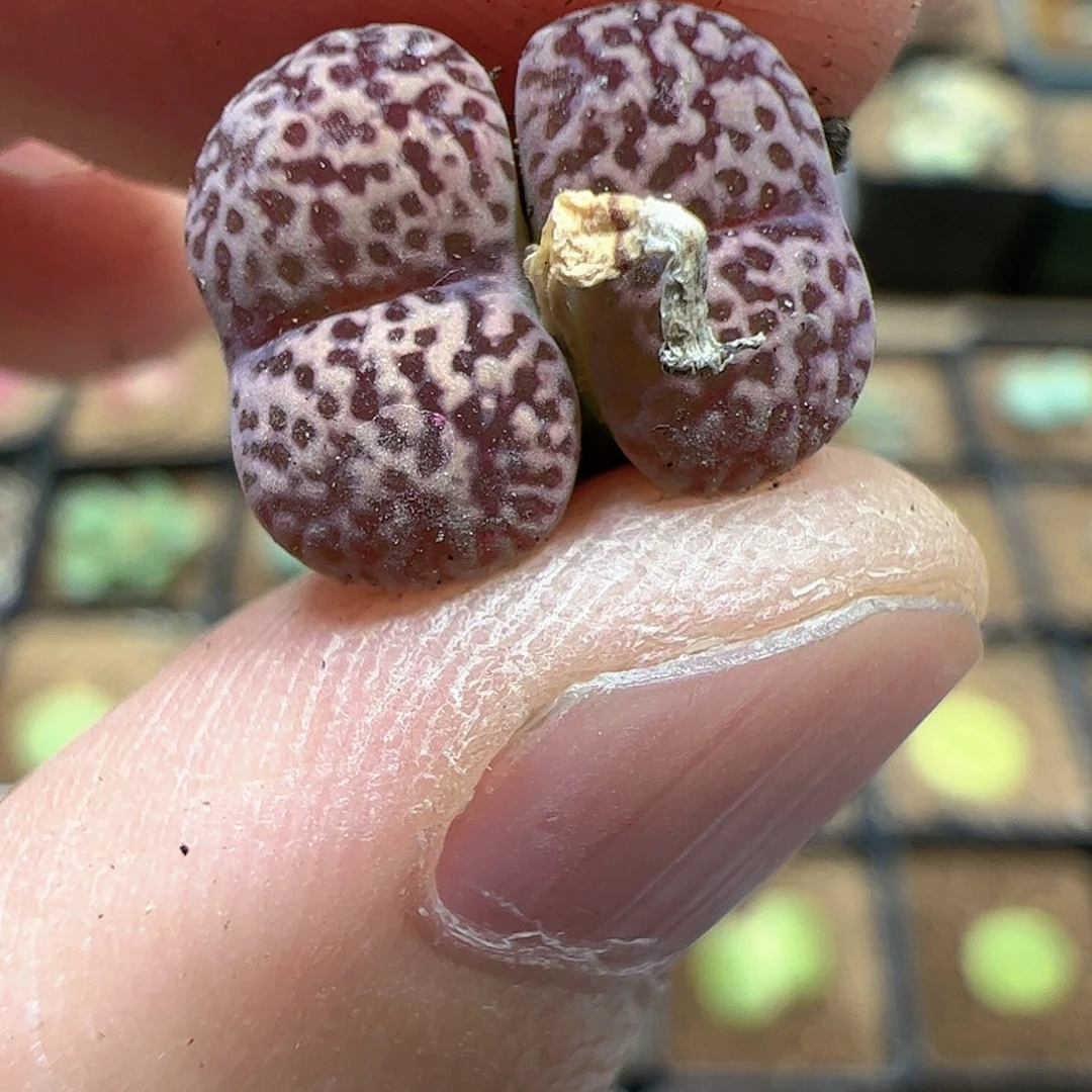 【闪购商品】42 豹纹