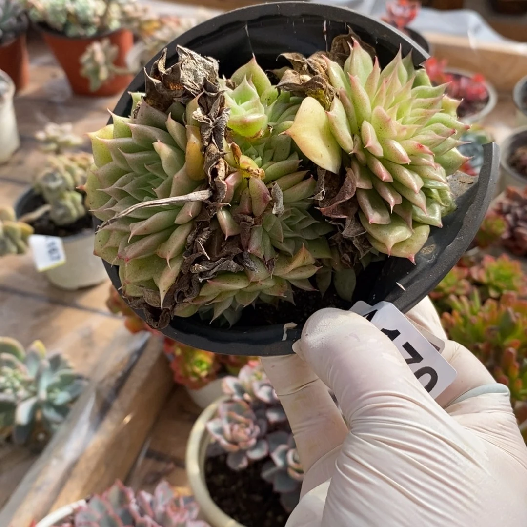 170不知名一物一拍