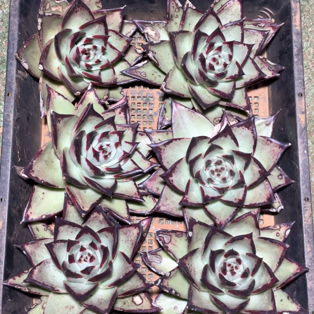 一筐特价福利2536