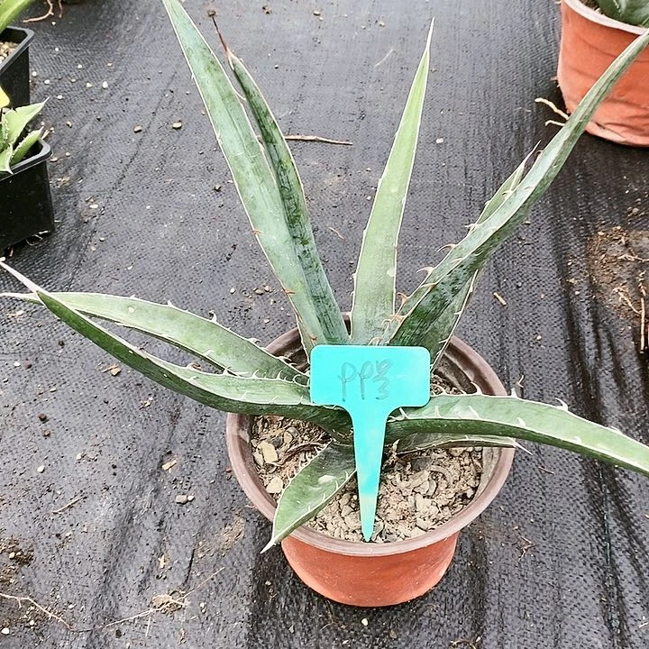 【闪购商品】无花朵龙舌兰格其蓝天 三单包邮