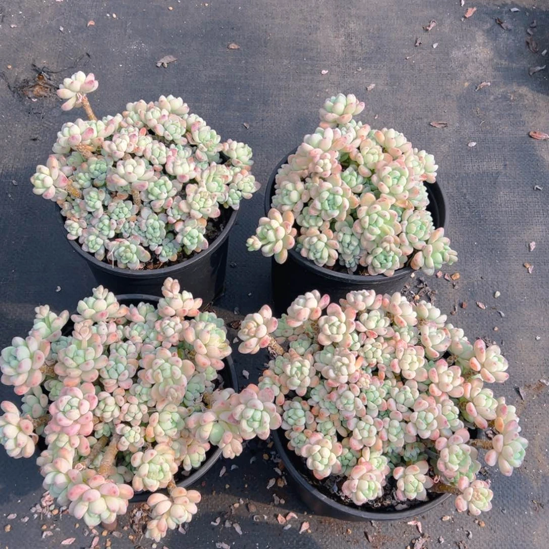 180杯劳尔，满18包邮