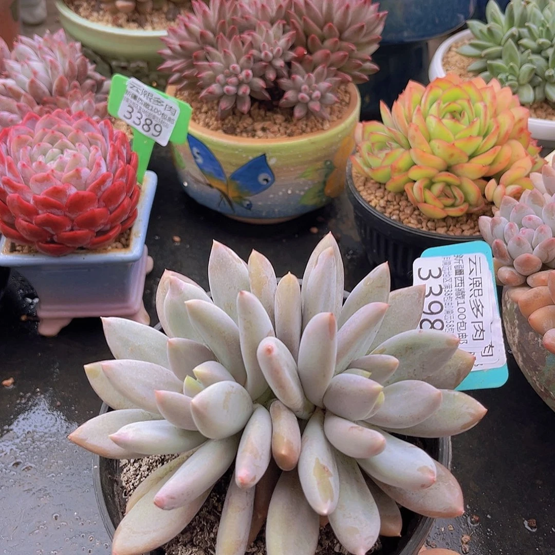 3398哥特萝莉多肉植物