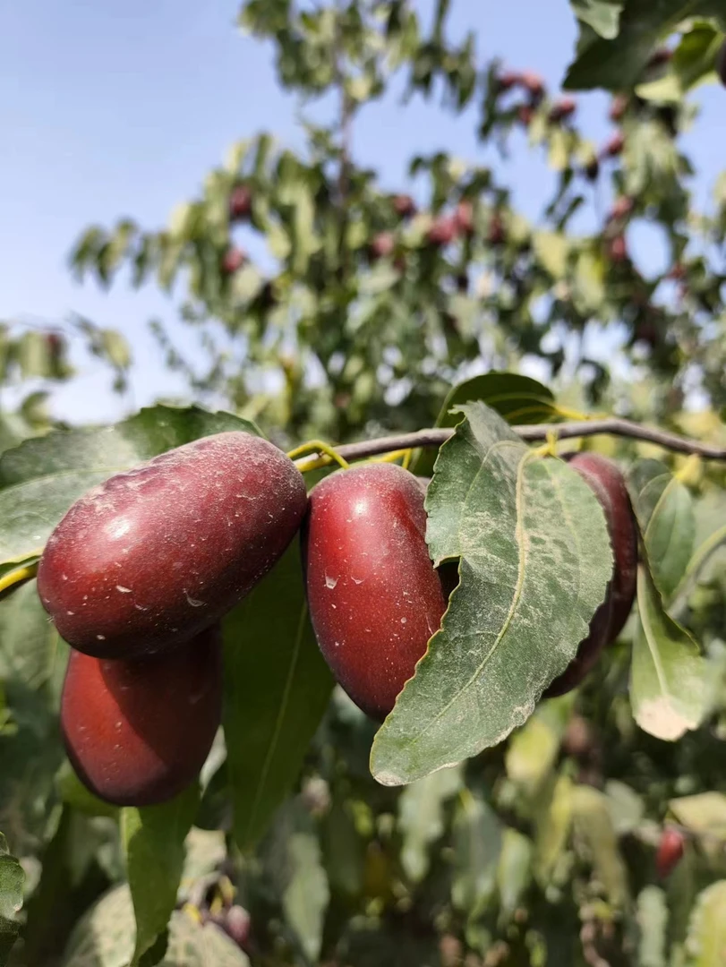 新疆和田大枣软糯香甜(3一4.5厘米)不清洗不加工